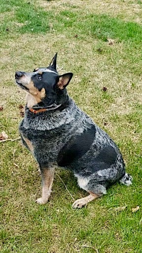 Senior blue heeler who received assistance through the program